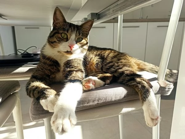 Pinocchio cerca casa | Foto 1