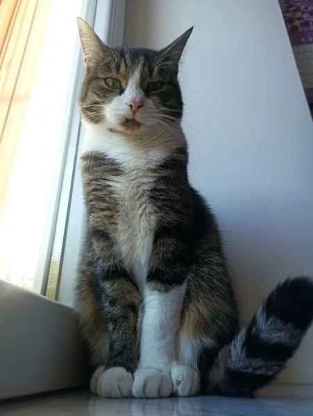 Pinocchio cerca casa | Foto 0