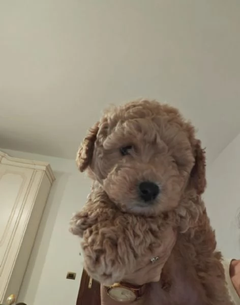 Barboncino Toy | Foto 1