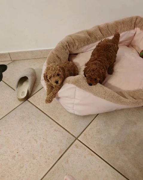 Barboncino Toy | Foto 0