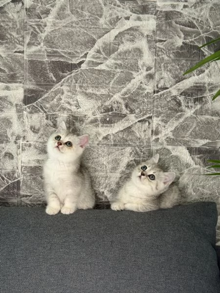 Gattine British/Scottish disponibile per consegna