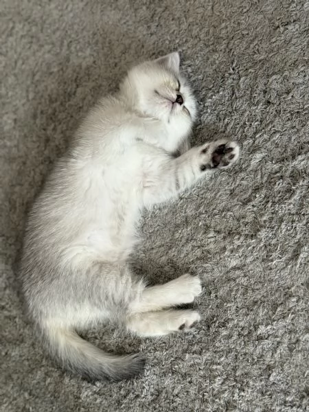 Gattine British/Scottish disponibile per consegna | Foto 5