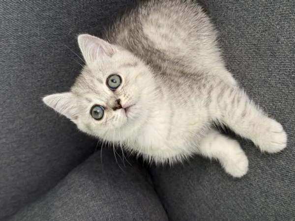 Gattine British/Scottish disponibile per consegna | Foto 4