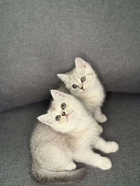 Gattine British/Scottish disponibile per consegna | Foto 1