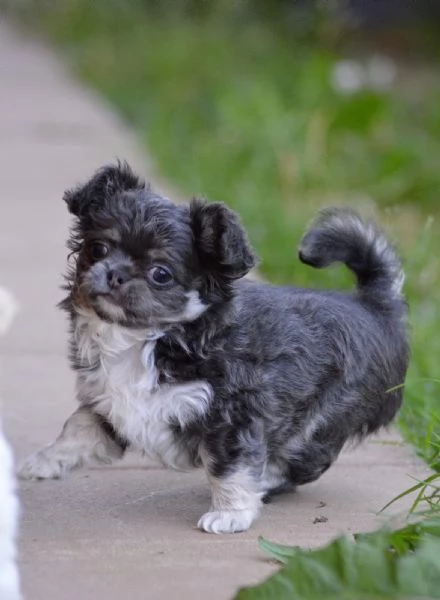 Cuccioli di chihuahua 
