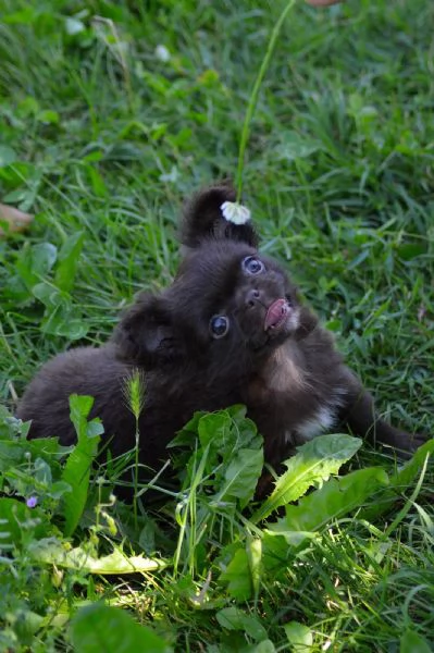 Cuccioli di chihuahua  | Foto 1