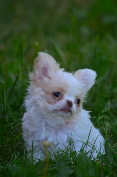 Cuccioli di chihuahua  | Foto 0