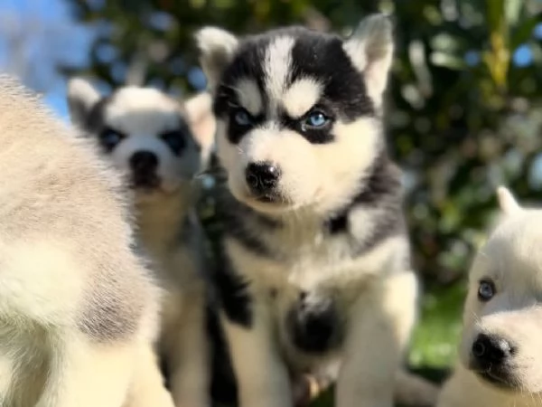 Offriamo in vendita splendidi cuccioli di Siberian Husky purosangue dagli occhi azzurri. | Foto 0