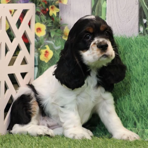 Offerta di adozione maschio e femmina.  COCKER SPANIEL