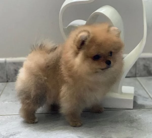Offerta di adozione maschio e femmina.  VALPINO POMERANIAN | Foto 0