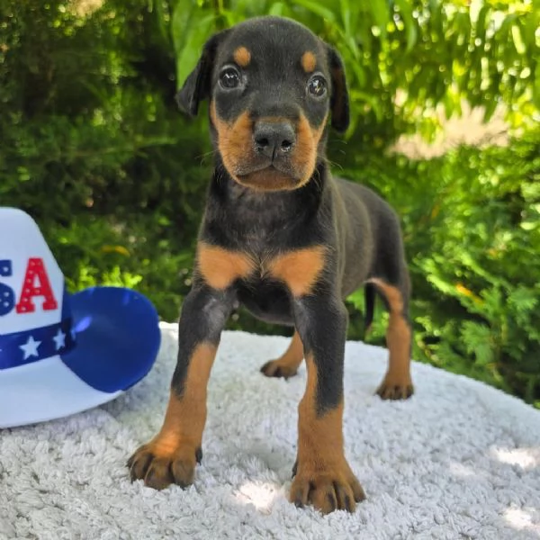 Doberman Cuccioli per l'adozione | Foto 0