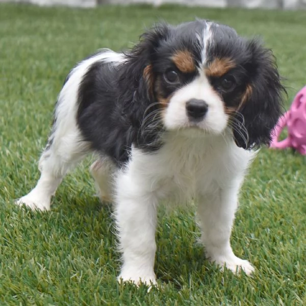 ADORABILI CAVALIER KIMG CHARLES CUCCIOLI DISPONIBILE PER L'ADOZIONE. | Foto 0