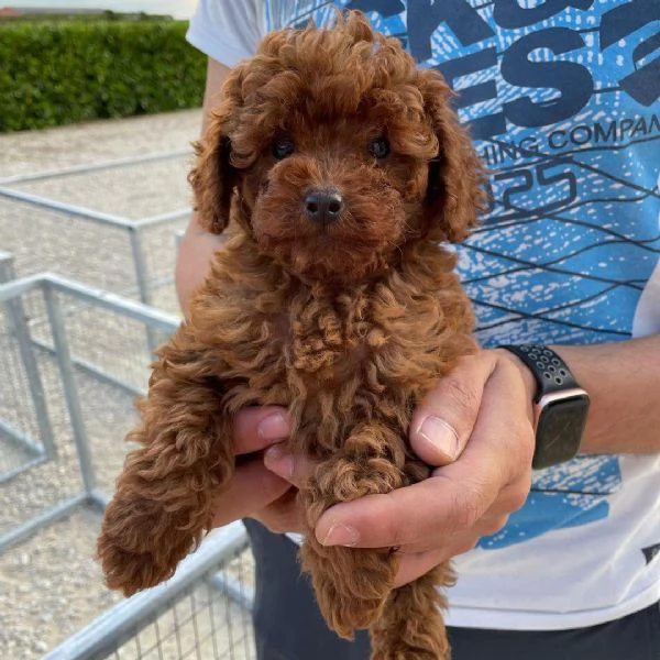 Bellissimi cuccioli barboncino  toy  per l'adozione