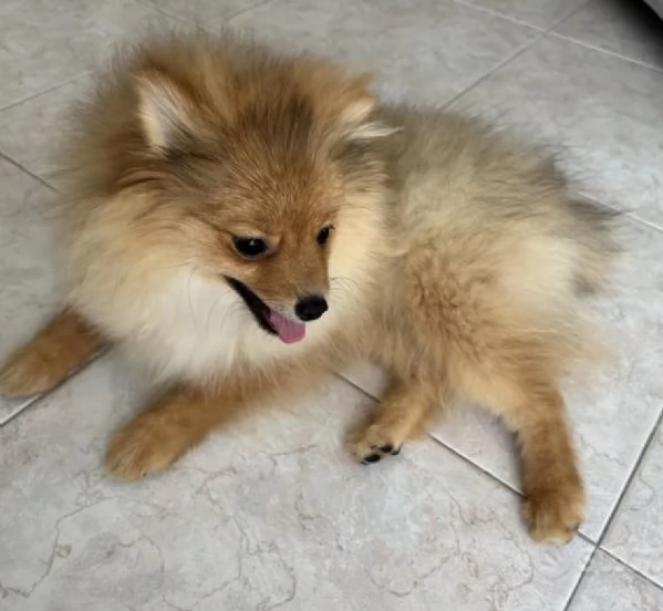 Cucciole Spitz piccolo  | Foto 4