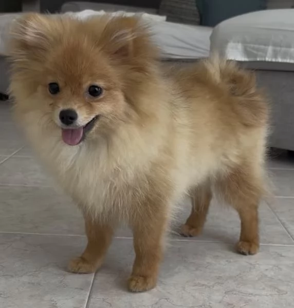 Cucciole Spitz piccolo  | Foto 3