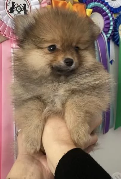 Cucciole Spitz piccolo  | Foto 2