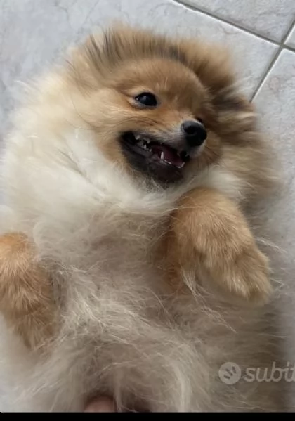 Cucciole Spitz piccolo  | Foto 1