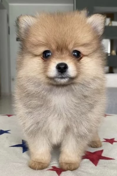 Cucciole Spitz piccolo 