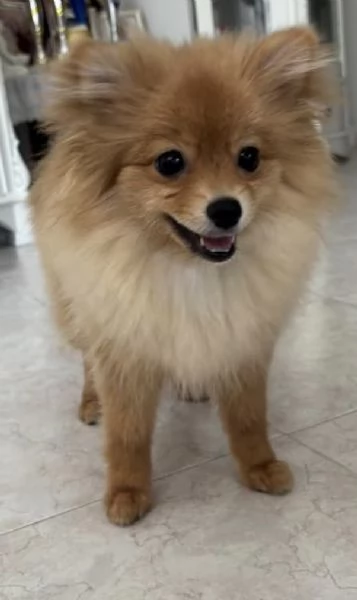 Cucciole Spitz piccolo  | Foto 0