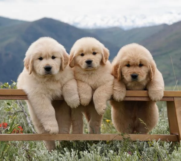 Cuccioli di Golden Retriever in cerca di adozione