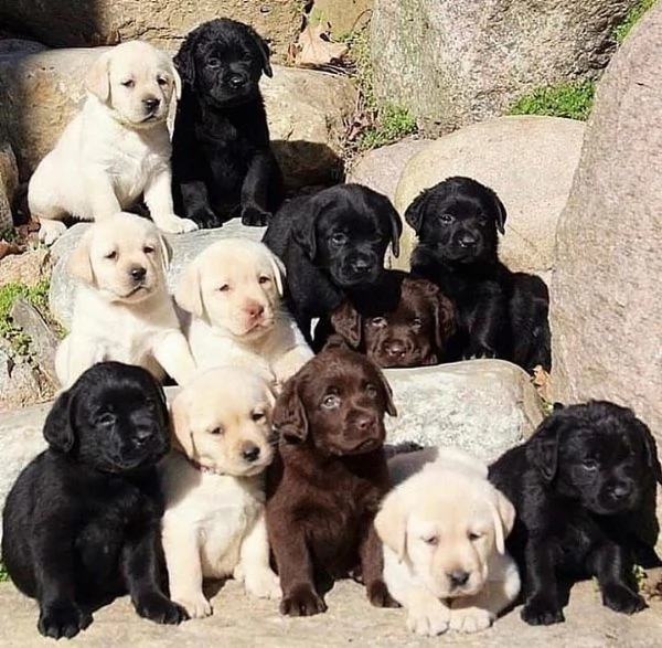 Cuccioli di Labrador