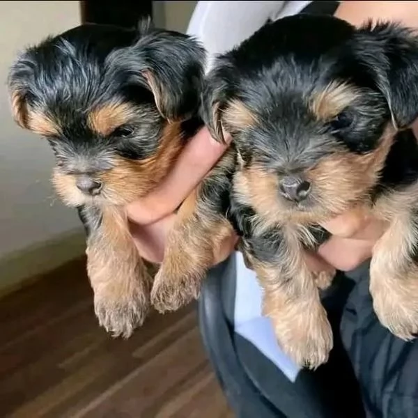 adorabili cuccioli di Yorkshire Terrier
