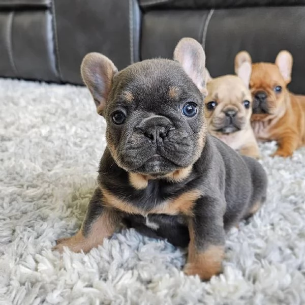 Cuccioli di bulldog francese in adozione