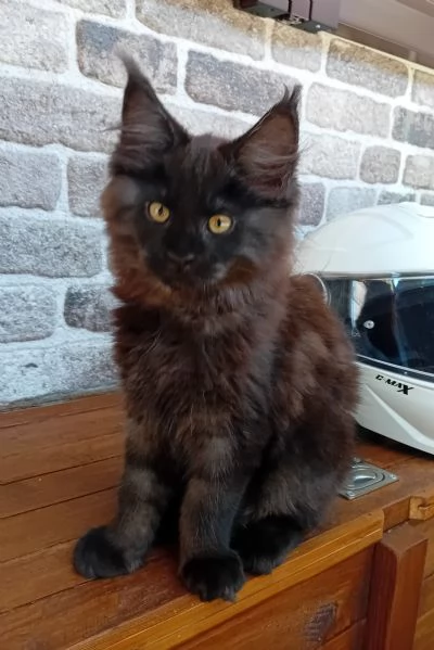 Femmina Maine Coon black smoke 