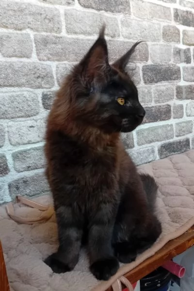 Femmina Maine Coon black smoke  | Foto 4
