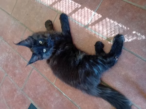Femmina Maine Coon black smoke  | Foto 2