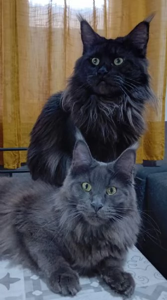 Femmina Maine Coon black smoke  | Foto 1