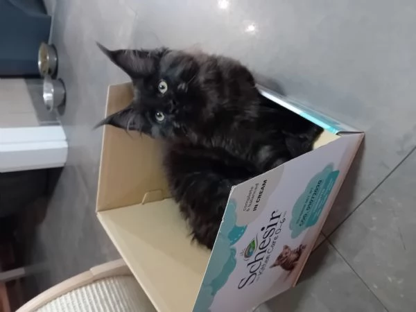 Femmina Maine Coon black smoke  | Foto 0