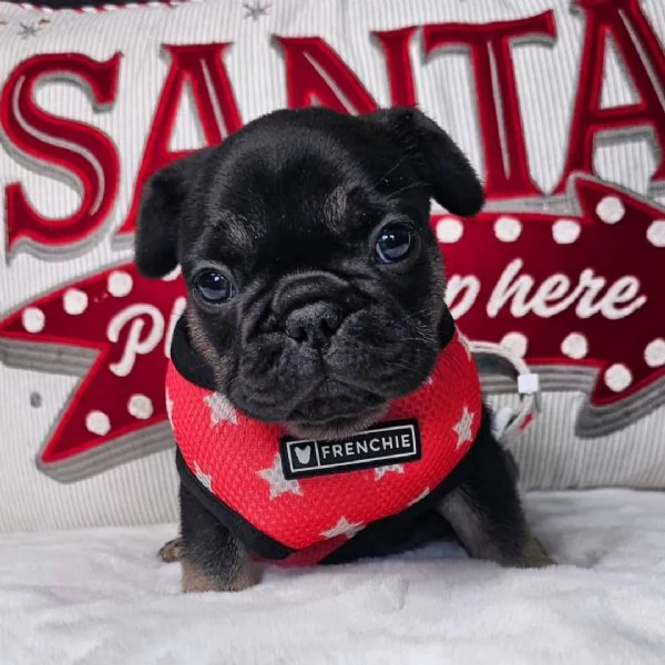 Cuccioli di bulldog francese in adozione | Foto 1