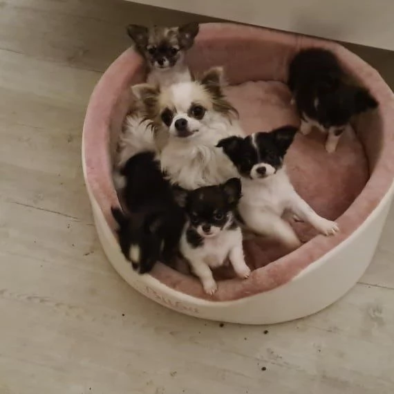 Cuccioli di chihuahua in cerca di adozione