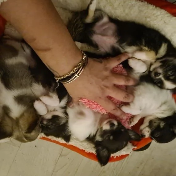 Cuccioli di chihuahua in cerca di adozione | Foto 0