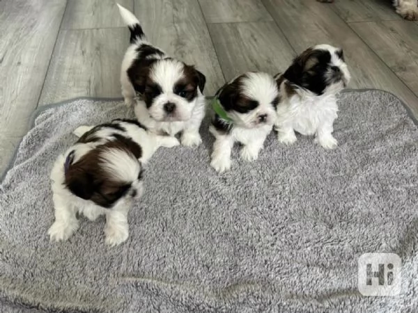 Cuccioli di Shih Tzu in adozione