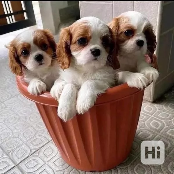Cuccioli di Cavalier King Charles Spaniel con pp