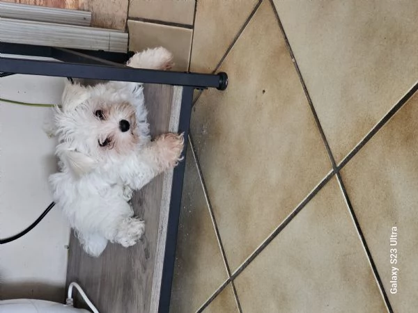 Cucciolo di maltese