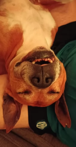 Amstaff maschio - American Stafforshire