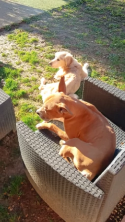 Amstaff maschio - American Stafforshire | Foto 3