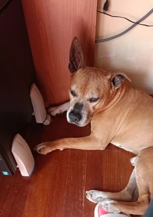 Amstaff maschio - American Stafforshire | Foto 2