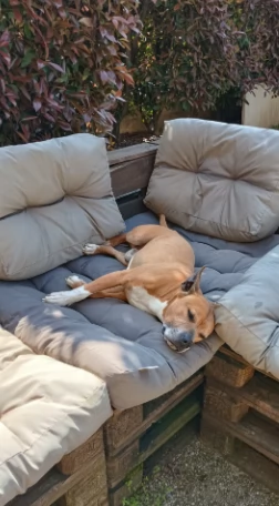 Amstaff maschio - American Stafforshire | Foto 1