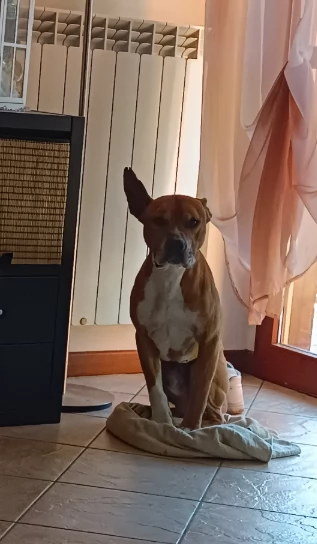 Amstaff maschio - American Stafforshire | Foto 0