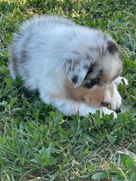 Pastori australiani | Foto 0