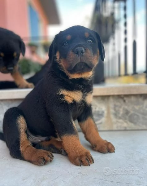 Cuccioli Rottweiler