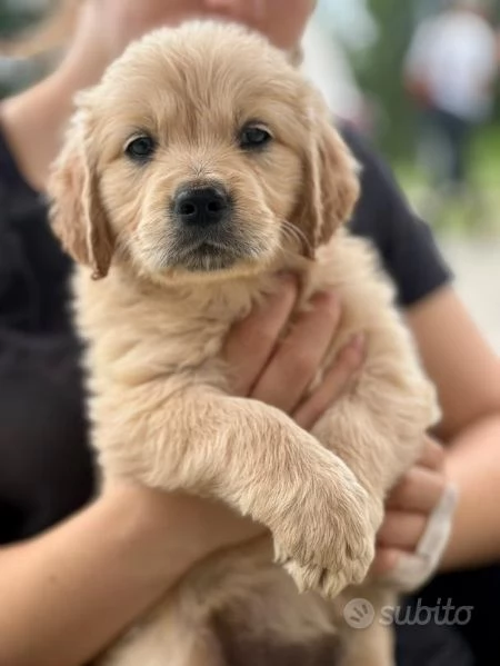Cuccioli Golden Retriever | Foto 0