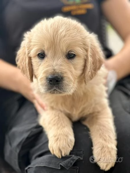 Cuccioli Golden Retriever