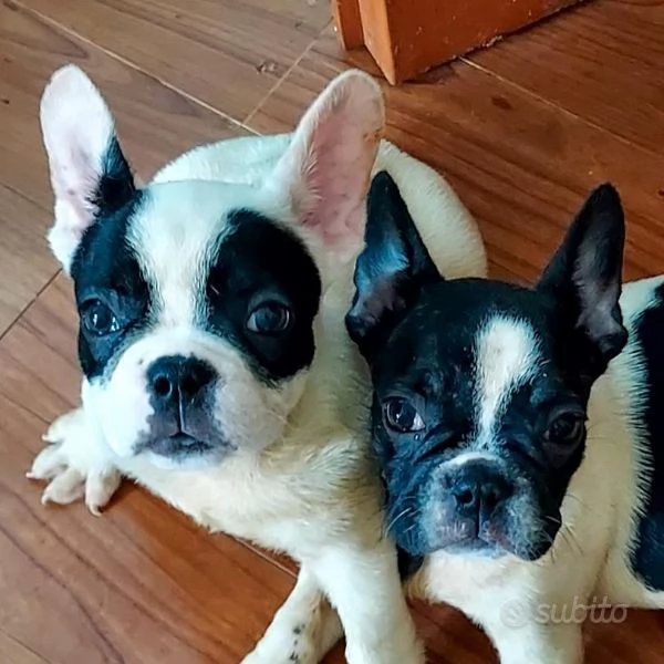 cuccioli di bulldog francese | Foto 0