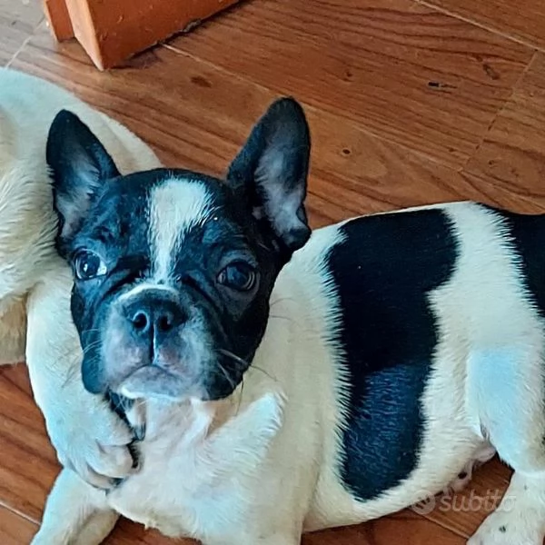 cuccioli di bulldog francese