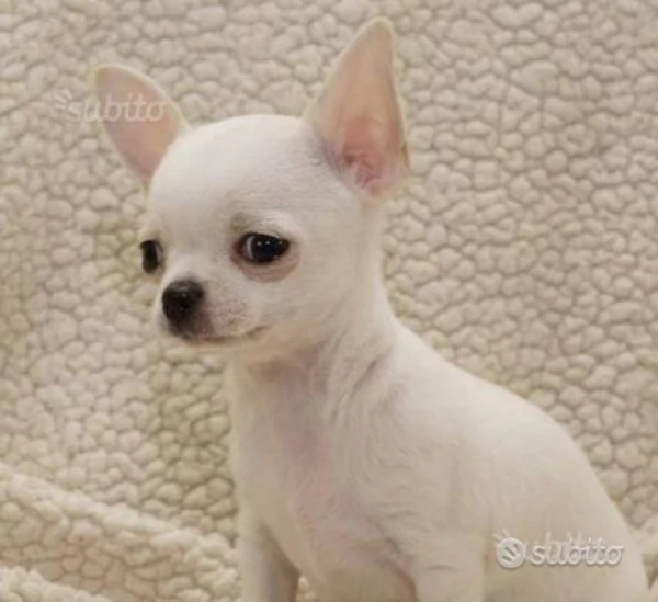 Cucciolo di chihuahua